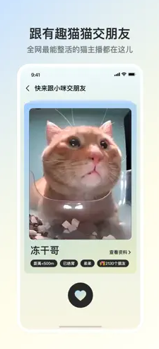 Hello Street Cat на Андроид
